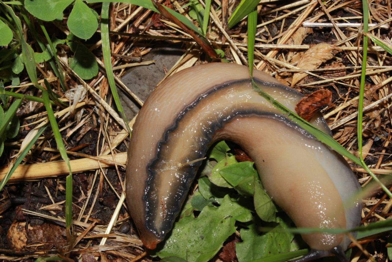 Limax dacampi da Pentema (GE)